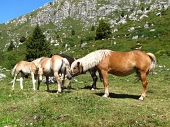 GIRO AD ANELLO DEI CAMPELLI CON SALITA ALLO ZUCCONE CAMPELLI giovedì 11 agosto 2011 - FOTOGALLERY